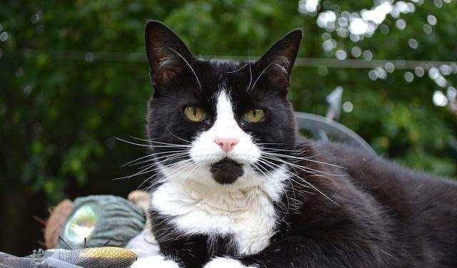 国产猫胡须视频大全,萌态百出，笑料横生