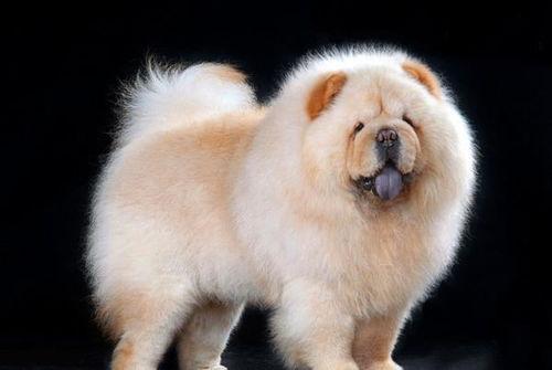 国产松狮犬视频大全,视频大全中的萌宠瞬间