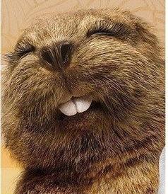 国产松鼠毛画笔测评视频