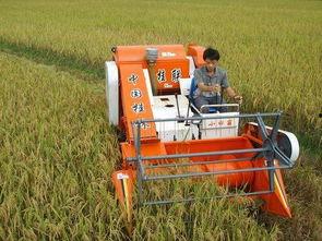 国产收割机转弯视频播放,高效灵活，一转即达